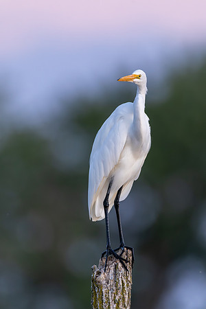 CMS_1887-Egret Pose copy