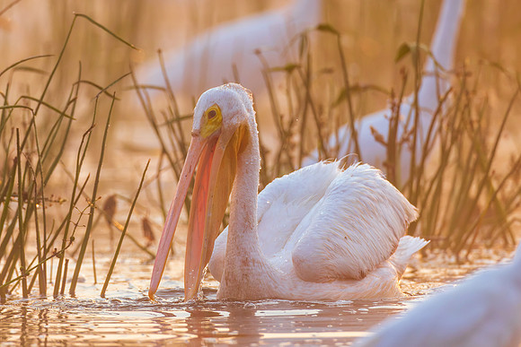 CMS_1949-Pelican