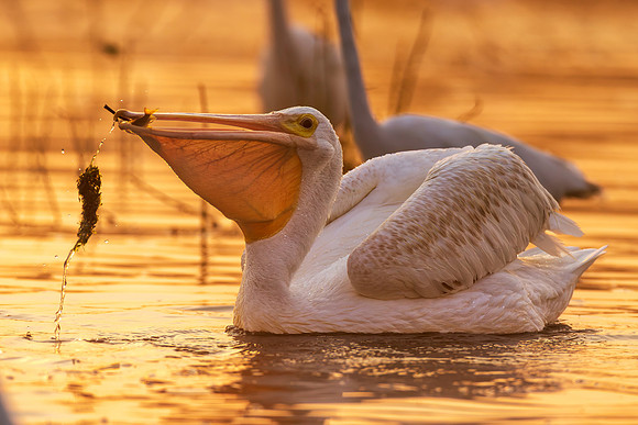 CMS_1470-Pelican and Fish copy