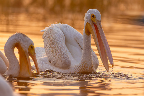 CMS_1398-Pelican