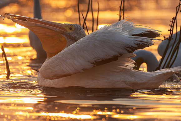 CMS_1356-Pelican with Fish ver 2