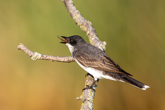 CMS_1506-Kingbird and bug