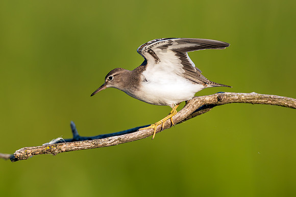CMS_1186-Sandpiper