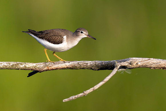 CMS_1074-Sand Piper