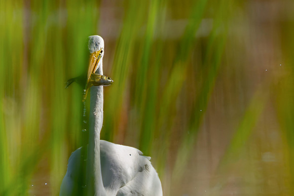 Peeking Egret - CMS_1021