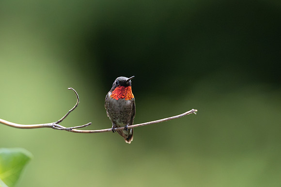 CMS_1434-Harry Hummingbird