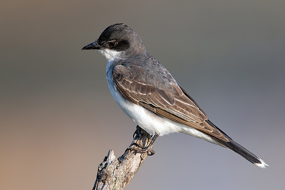 CMS_1353-Easteren Kingbird copy