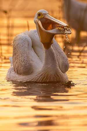 CMS_1433-Pelican and Two Fish copy