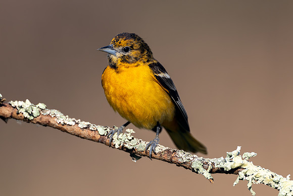 CMS_1003-Oriole -Nice