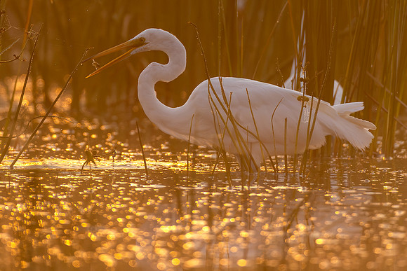 CMS_0920-Egret in fog with fish