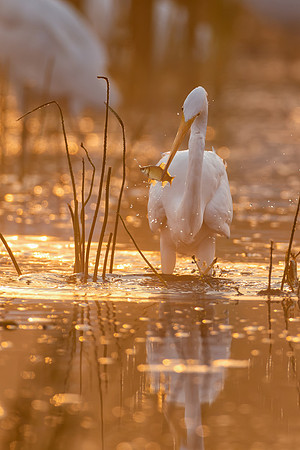Fishing at Sunrise - CMS_0973
