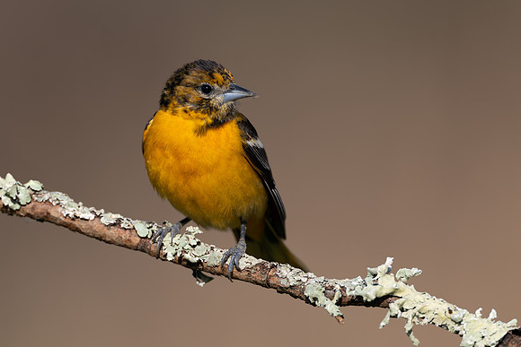 CMS_0987-Oriole copy