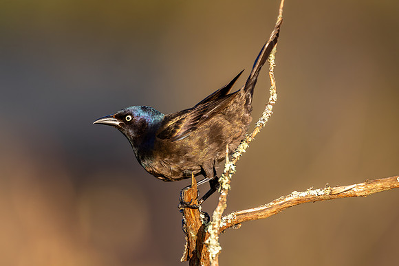 CMS_0824-Grackle copy
