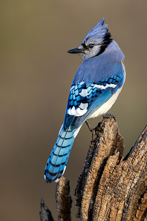 CMS_0699-Blue Jay copy
