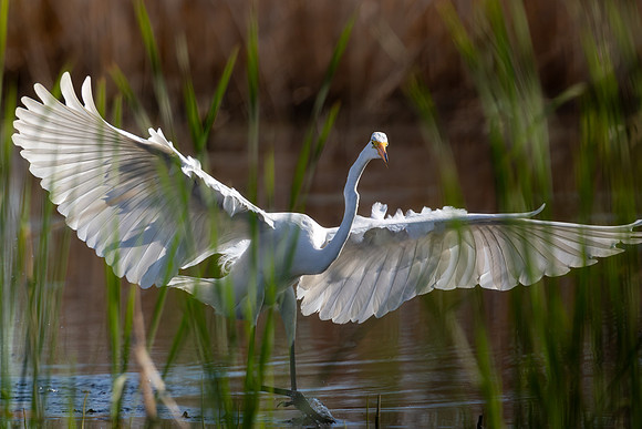 CMS_1097-Egret wingspread Nice