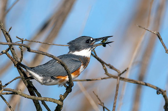 CMS_0690-Kingfisher