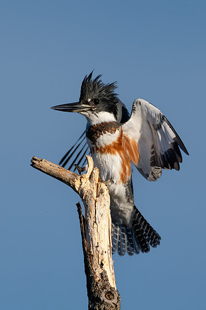 CMS_0591-Kingfisher posing copy