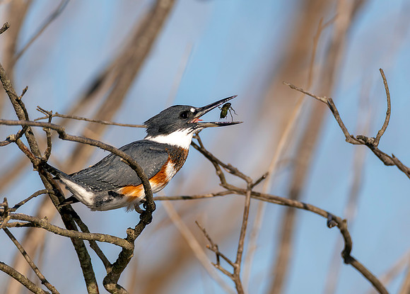CMS_0714-Kingfisher