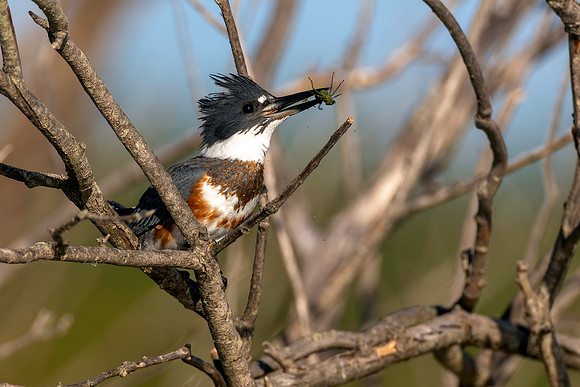 CMS_0515-Kingfisher