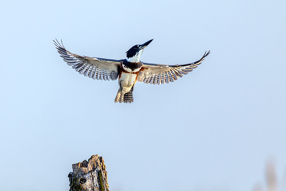 CMS_0473-Kingfisher Flight copy