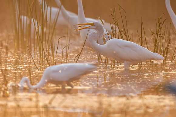 CMS_0692-Egret fog and fish