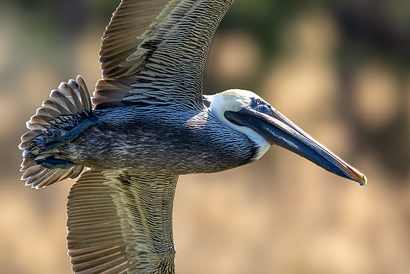 CMS_0424-Pelican-Crop copy