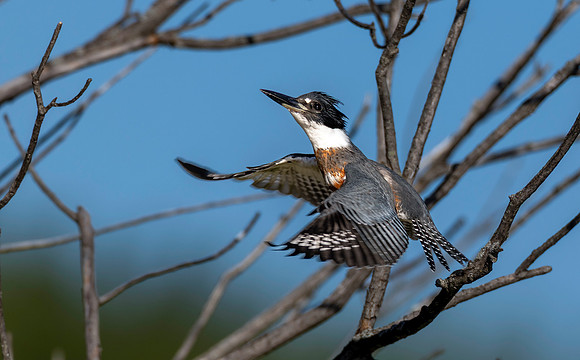 CMS_0526-Kingfisher