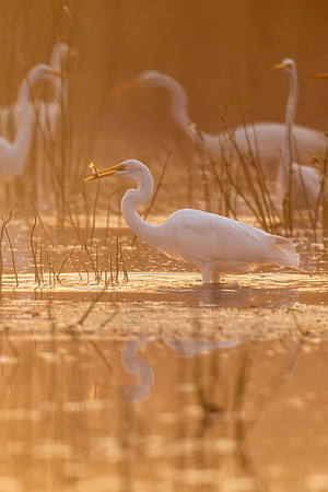 CMS_0378-Egret with fish in fog