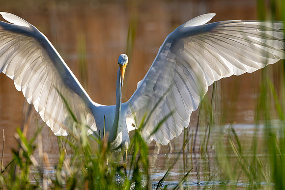 CMS_0339-Egret Wing Spread