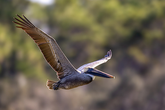 CMS_0418-Pelican copy