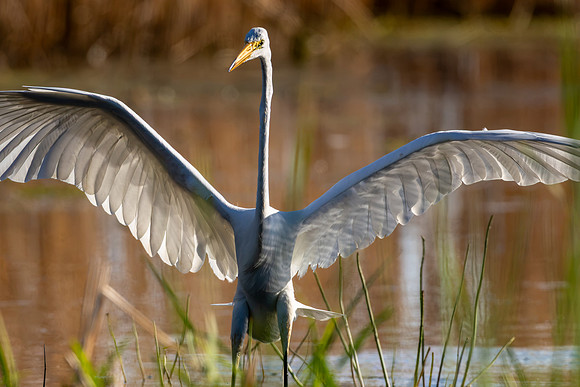 CMS_0334-Egret Wing Spread
