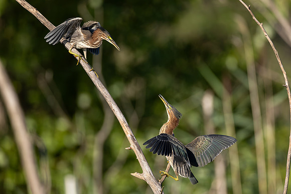 CMS_0609-Green Heron Territory discussion