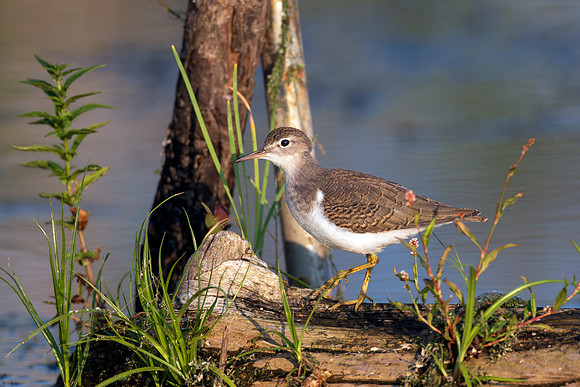 CMS_0544-Sandpiper copy