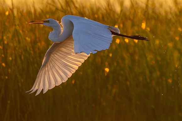 Egret Sunrise Flight CMS_0270
