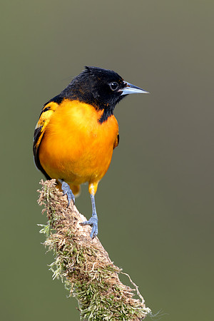 CMS_0369-Oriole copy