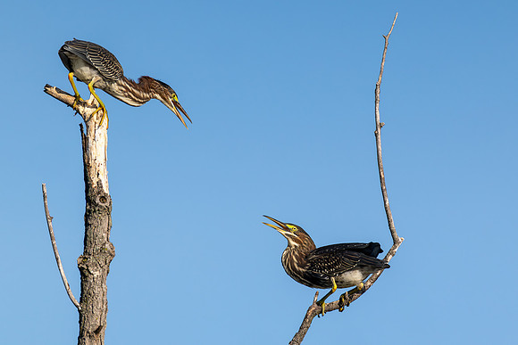 CMS_0115-Green Herons