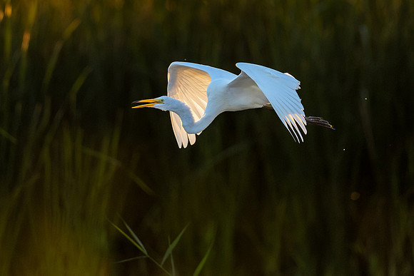 Early Morning Flight -CMS_0264