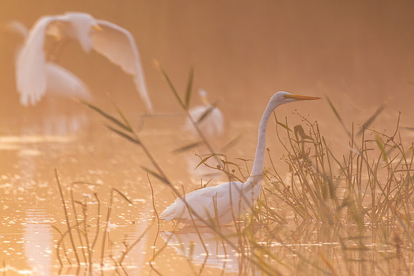 CMS_0327-Egrets in fog