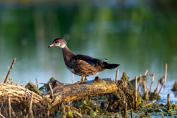 CMS_0213-Duck