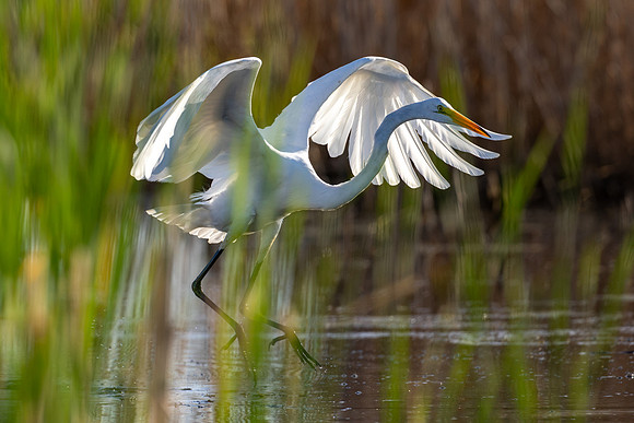 CMS_0030-Egret Flight
