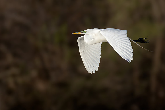 _S236104-Egret copy