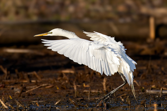 _S236094-Egret copy