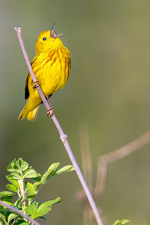 Warbler Serenade - S235823