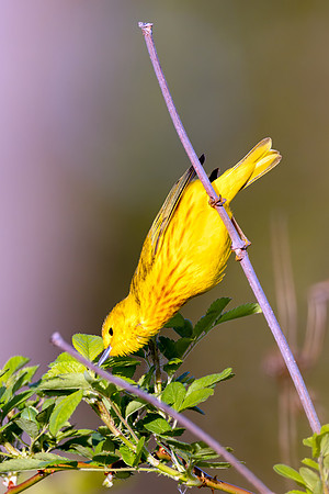 _S235811-Yellow Warbler copy