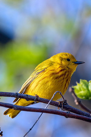 _S235792-Yellow Warbler copy