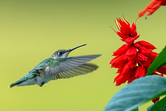 CMS_0058-Hummer copy