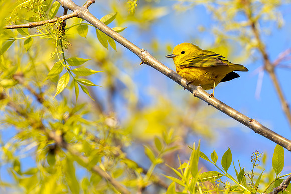 _S235726-Yellow Warbler copy