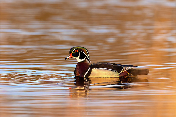 _S235028-Wood Duck copy