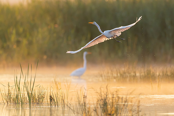 CMS_0042-Egret Sunrise Flight