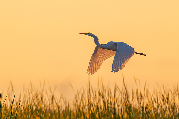 Egret Sunrise Flight - CMS_0049